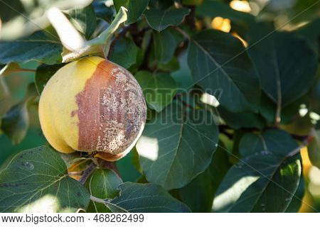 Rotten Quince. Infected Fruits Of Quince. Monilinia Fructigena Quince. Soft Focus.