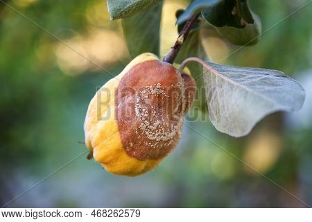 Rotten Quince. Infected Fruits Of Quince. Monilinia Fructigena Quince. Soft Focus.
