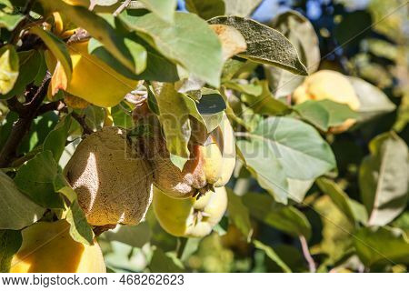 Rotten Quince. Infected Fruits Of Quince. Monilinia Fructigena Quince. Soft Focus.