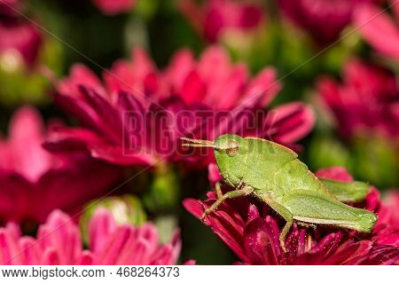Short Winged Grasshopper On Mums In The Garden - Dichromorpha Viridis