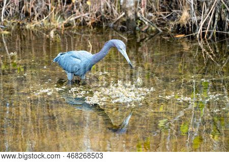 Little Blue Heron Bird, Also Known As An Indian Hen, Wades In The Water At The Merritt Island Nation