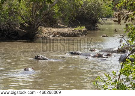 A Bloat Of Hippopotami In A River In The Serengeti Nature Reserve, Tanzania.