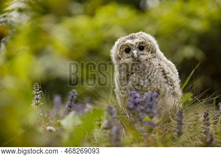 Tawny Owl, Strix Aluco, Young Bird, Newly Came Out Of The Bird Nest On Flowering Meadow. Czech Repub