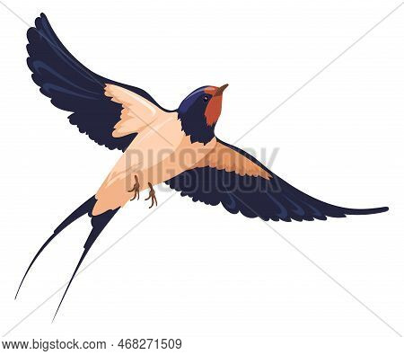 Wild Bird Flying. Swallow With Wide Wings Isolated On White Background