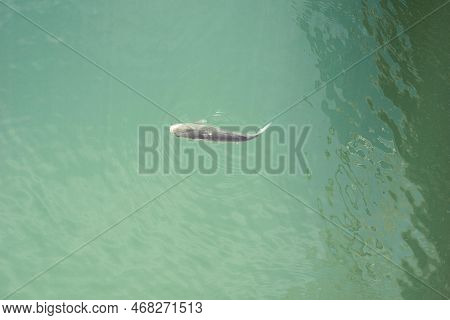 Fish In Clear Water Close Up Top View