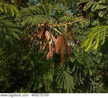 Green Lush Branches Of Leucaena With Seeds. Acacia. Wallpaper. High Quality Photo