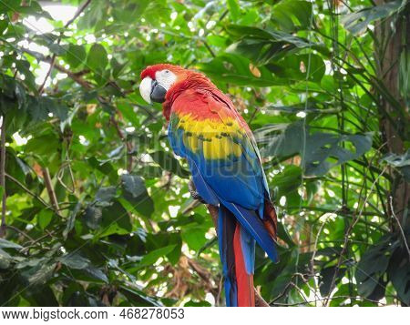 Colorful Macaw At The Biodome In Montreal, Canada
