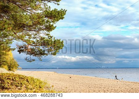 Eco-trail Komarovsky Bereg. Sunny Autumn Day On The Shore Of The Gulf Of Finland