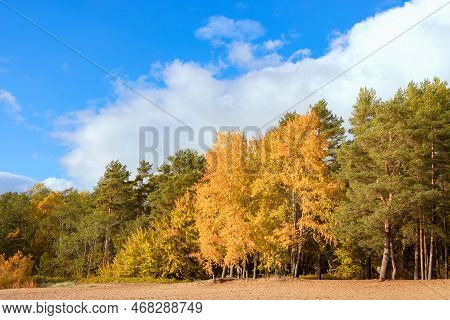 Eco-trail Komarovsky Bereg. Sunny Autumn Day On The Shore Of The Gulf Of Finland
