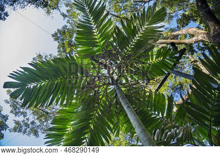 Betel Nut Trees - Perfect Palm Trees Against A Beautiful Blue Sky, Has Many Names As Areca Palm, Are