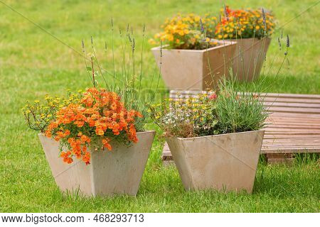 Orange Nemesia Or Cape Jewels Flower . Summer Garden Inspiration For Container Plants.