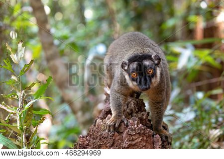 Cute Common Brown Lemur (eulemur Fulvus) With Orange Eyes. Endangered Endemic Animal On Tree Trunk I