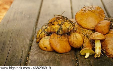 Fresh Mushrooms On A Wooden Table. Heap Of Freshly Picked Mushrooms.