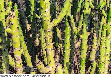 Euphorbia Caducifolia Tree From Flat Angle In Details
