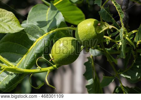 Young Walnuts On The Tree. Tree Of Walnuts. Green Leaves Background