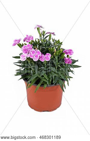 Potted Pink Dianthus Flowers On White Background