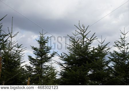 Forest Dieback Due To Climate Change, Drought And Storms And Deforestation As A Raw Material