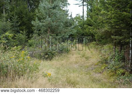 Forest Dieback Due To Climate Change, Drought And Storms And Deforestation As A Raw Material