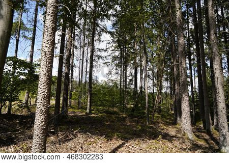 Forest Dieback Due To Climate Change, Drought And Storms And Deforestation As A Raw Material