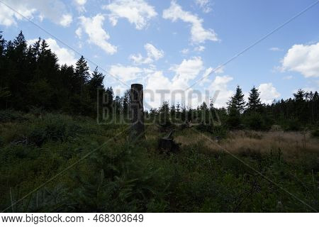 Forest Dieback Due To Climate Change, Drought And Storms And Deforestation As A Raw Material