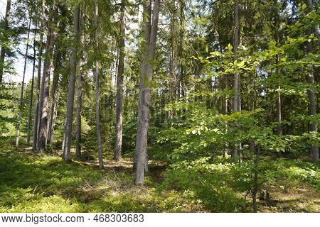 Forest Dieback Due To Climate Change, Drought And Storms And Deforestation As A Raw Material