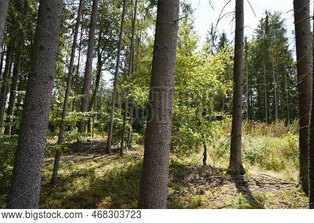 Forest Dieback Due To Climate Change, Drought And Storms And Deforestation As A Raw Material