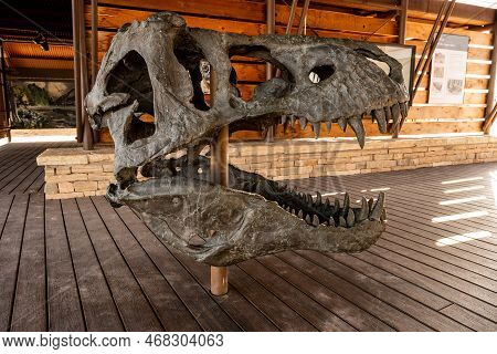 T-rex Skull Exhibit In Big Bend National Park