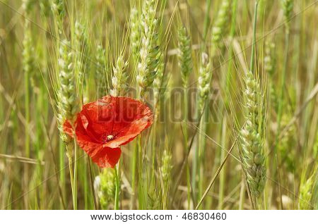 Trigo y amapola