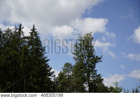 Forest Dieback Due To Climate Change, Drought And Storms And Deforestation As A Raw Material