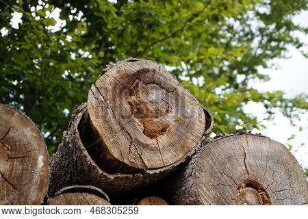 Forest Dieback Due To Climate Change, Drought And Storms And Deforestation As A Raw Material