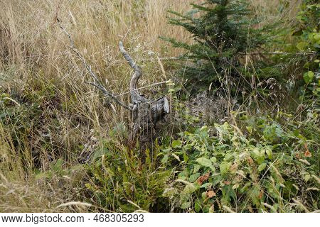 Forest Dieback Due To Climate Change, Drought And Storms And Deforestation As A Raw Material