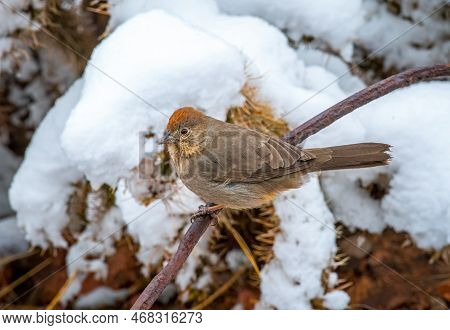 A Beautiful Canyon Towhee Perching With A Background Of Snowy Vegetation.