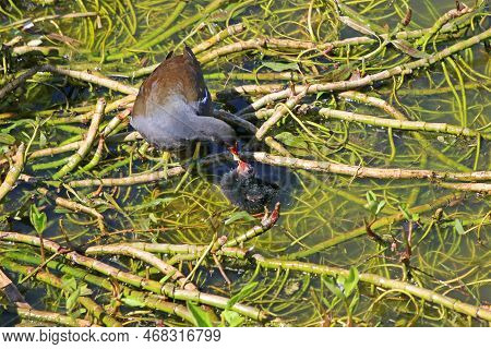 Moorhen With Her Chicks Standing On Waterweed