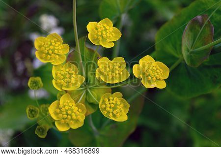 Bupleurum Aureum Close Up On A Blurred Background.