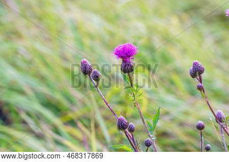 Garden Weed Serratula Coronata On A Natural Background. Selective Focus