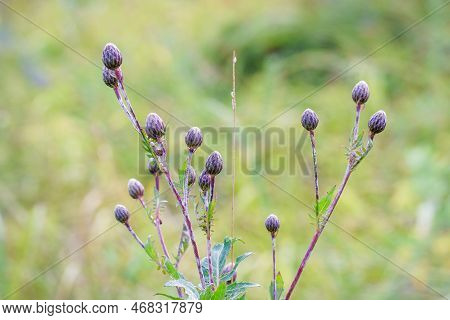 Garden Weed Serratula Coronata On A Natural Background. Selective Focus
