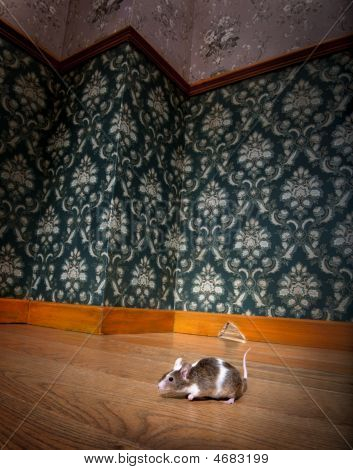 Mouse andando em um Roon antiquado de luxo