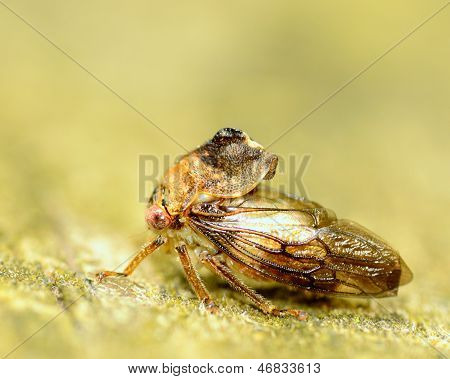 Bisonia