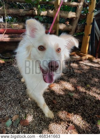Cute Smiling Clean Pupy Of Border Collie