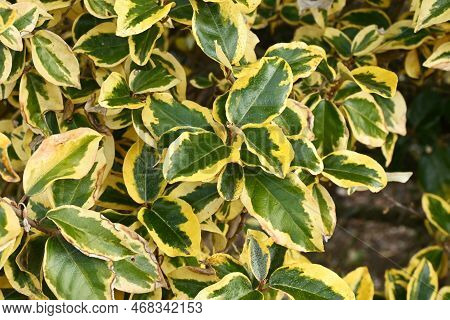 Elaeagnus Pungens 'gilt Edge'. Native To Japan Elaeagnaceae Evergreen Shrub.