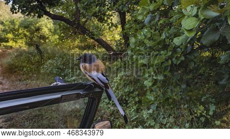 An Indian Tree Magpie Dendrocitta Vagabunda  Sat Down On The Windshield Of A Car. Bright Orange-whit