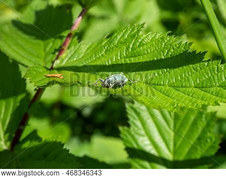 Close-up Shot Of The Short-nosed Weevil Or The Nettle Weevil (phyllobius Pomaceus) With Bright Metal
