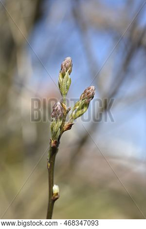 Dalmatian Laburnum Flower Buds In The Spring