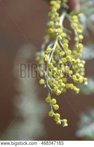 Common Wormwood Yellow Flowers In The Spring