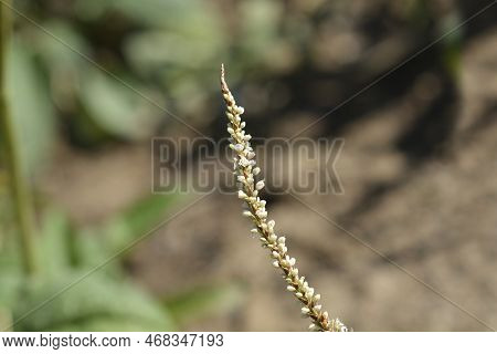 Mountain Fleece Alba Flowers In The Garden