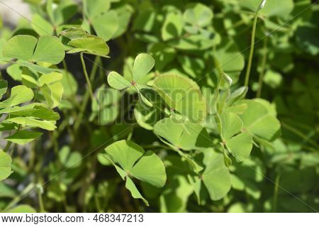 Four Leaf Pepperwort In The Garden In Spring