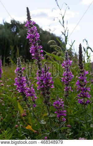 Lythrum Salicaria Is A Perennial Herbaceous Plant Of The Lythrum Family.