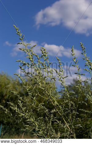 Artemisia Absinthium Is A Perennial Plant Of The Aster Family. Medicinal, Food, Phytoncide, Essentia