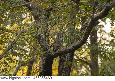 Brown Fish Owl Or Bubo Zeylonensis Or Ketupa Zeylonensis With Eye Contact Perched On Teak Tree In Sa