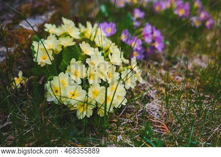 Primula Vulgaris, The Common Primrose Or English Primrose, European Flowering Plant, Family Primulac